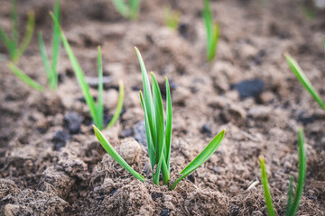Green sprouts of garlic growing in the ground close up