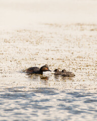 Black-necked Grebe Feeding its Two Babies