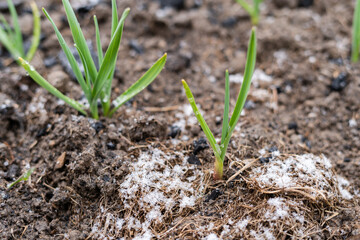 Green sprouts of garlic covered with snow in spring in the garden.Winter garlic on the ground covered with mulch