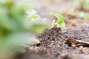Young spring sprouts of strawberries in the garden