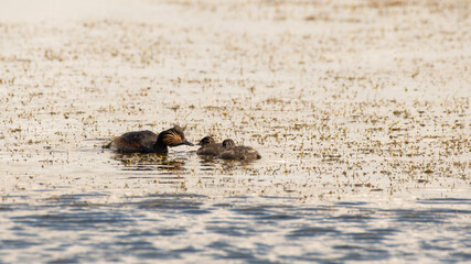 Black-necked Grebe Feeding its Two Babies