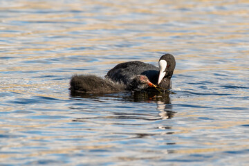 Adult Coot Feeding it's Young