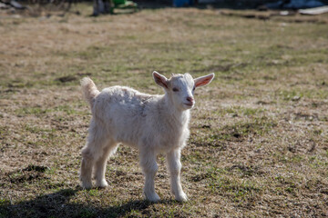 Naklejka na ściany i meble A little goat is standing on the grass. Sunny day. Farm animal on the farm.