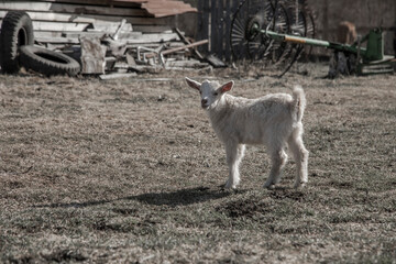 A little goat is standing on the grass. Sunny day. Farm animal on the farm.