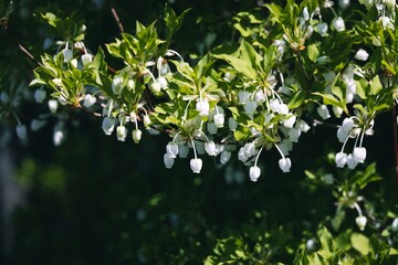 flowers in the forest