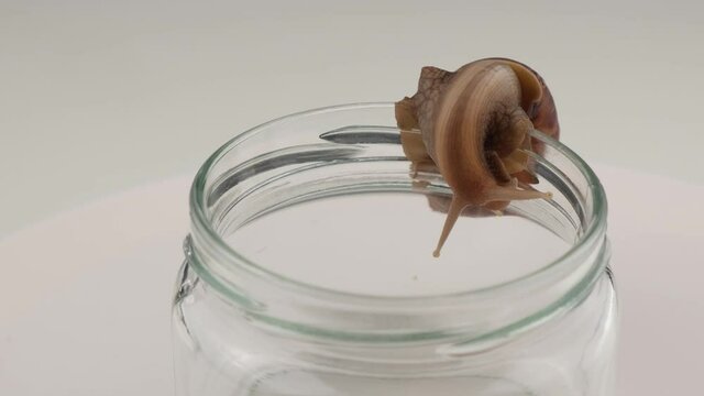 Close-up of a snail crawling on an empty glass jar on a white background. The use of shellfish in cosmetology.