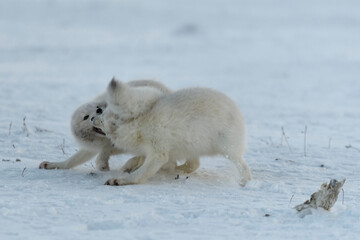 Wild arctic foxes fighting in tundra in winter time. White arctic fox aggressive.