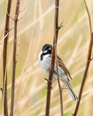 Male Reed Bunting Perched on Reeds