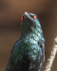 Metallic Starling Perched on a Branch