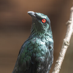 Metallic Starling Perched on a Branch