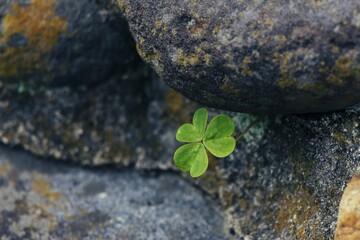 green leaves under the stone