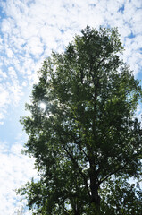Big tree on a background of blue sky with clouds. The sun's rays shine through the branches of the tree.