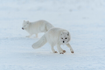 Fototapeta na wymiar Wild arctic fox (Vulpes Lagopus) in tundra in winter time. White arctic fox.