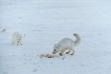 Wild arctic foxes eating in tundra in winter time.