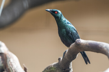 Metallic Starling Perched on a Branch