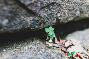 green leaves under the stone