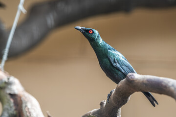 Metallic Starling Perched on a Branch