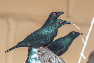 Metallic Starling Perched on a Branch