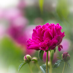 Fototapeta premium close up of a pink peony flower in the garden