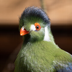 Close Up Portrait White Cheeked Turaco