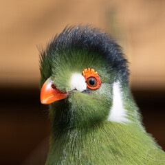 Close Up Portrait White Cheeked Turaco