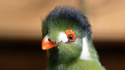 Close Up Portrait White Cheeked Turaco