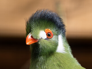 Close Up Portrait White Cheeked Turaco