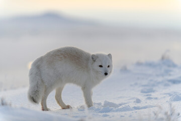 Wild arctic fox (Vulpes Lagopus) in tundra in winter time. White arctic fox.