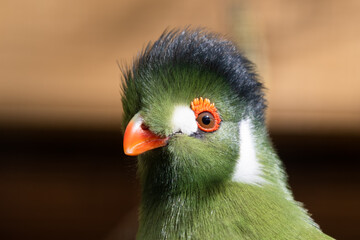 Close Up Portrait White Cheeked Turaco