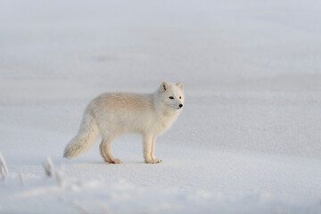 Wild arctic fox (Vulpes Lagopus) in tundra in winter time. White arctic fox.