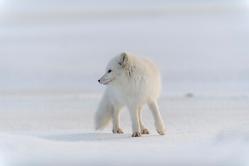 Obraz na płótnie Canvas Wild arctic fox (Vulpes Lagopus) in tundra in winter time. White arctic fox.