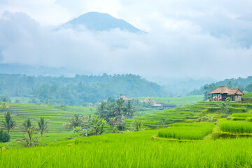 Obraz premium Small Indonesian Village and Rice Fields After Rain
