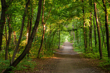 Obraz premium deep in the forest. thickets. green forest in siberia Thickets in dense forest. Scenic view with contrasts of deep forest. Forest scenery with rich flora. Atmospheric woodland.