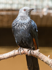 Close Up of a Red-winged Starling