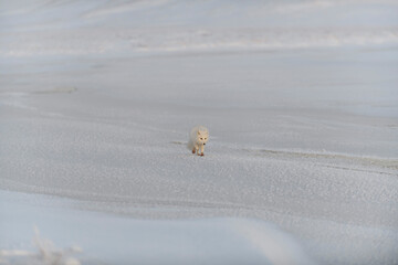 Wild arctic fox (Vulpes Lagopus) in tundra in winter time. White arctic fox.
