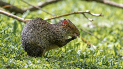 Azara's Agouti Eating Food on Grass