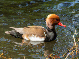 Male Red-crested Pochard Floating on Water