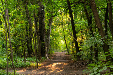 Obraz premium deep in the forest. thickets. green forest in siberia Thickets in dense forest. Scenic view with contrasts of deep forest. Forest scenery with rich flora. Atmospheric woodland.
