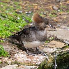 Female Bufflehead Duck Standing near Water