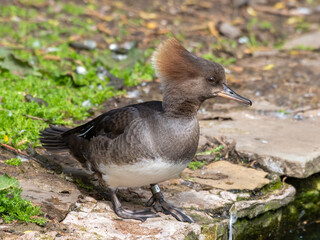 Female Bufflehead Duck Standing near Water