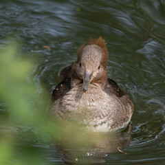 Female Bufflehead Duck Floating in Water