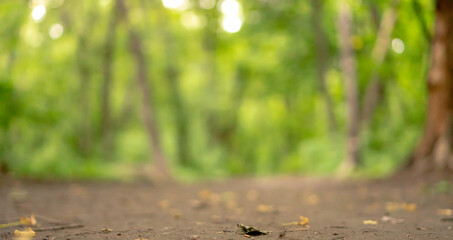 deep in the forest. thickets. green forest in siberia
Thickets in dense forest. Scenic view with contrasts of deep forest.  Forest scenery with rich flora. Atmospheric woodland.