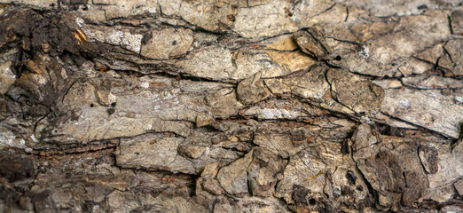 wood texture. beautiful relief tree bark. old wood texture