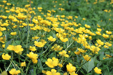 Yellow flowers in a summer landscape. Buttercups close-up. 