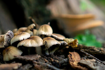 mushrooms in the forest. many mushrooms on a green background.