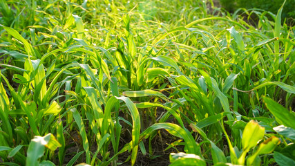 Green millet or sorghum plants ready to feed pets. Green and healthy fodder for animals.