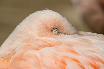 Pink Greater Flamingo Falling to Sleep