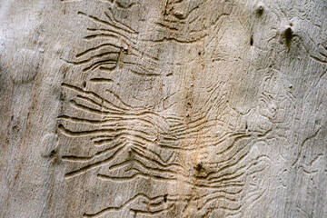 wood texture. beautiful relief tree bark. old wood texture