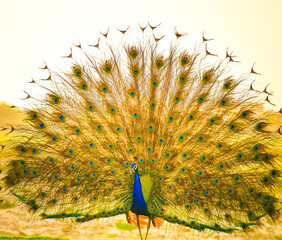 Obraz premium peacock feather close up