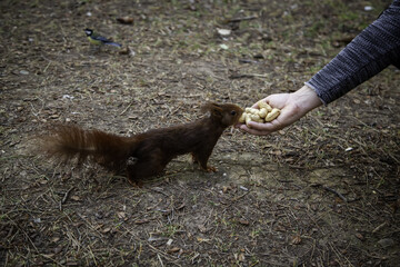Feeding a squirrel